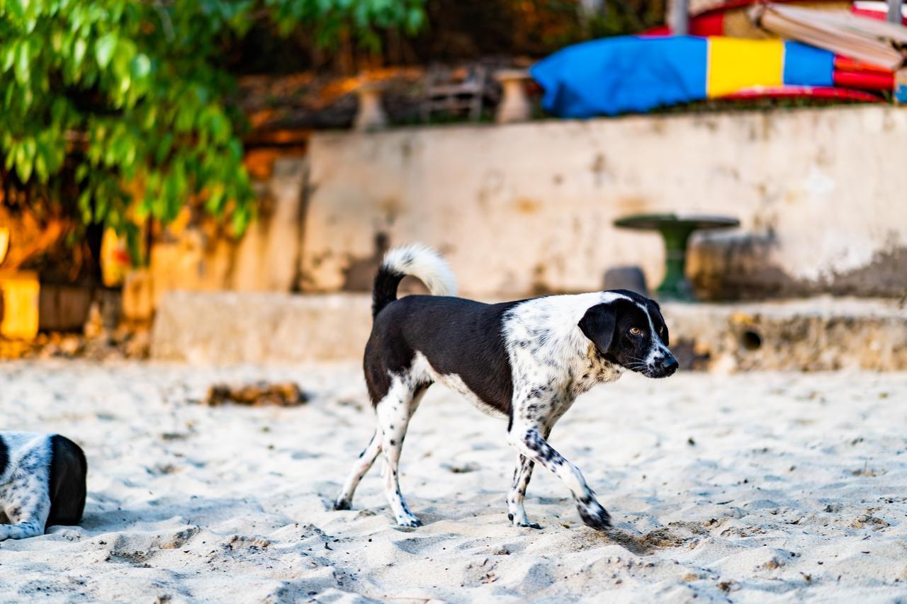 Song Lambung Beach Huts Lembongan Exterior foto